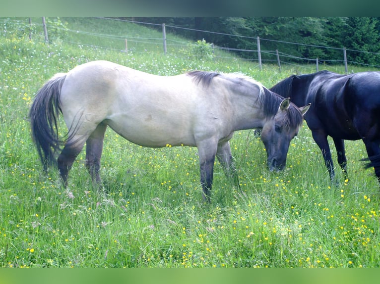 Plus de poneys/petits chevaux Jument 11 Ans 140 cm Isabelle in Wila