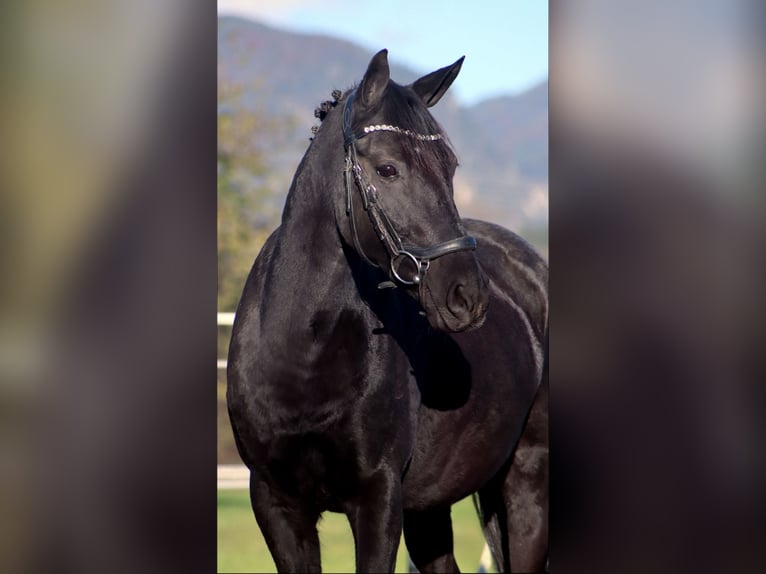 Plus de poneys/petits chevaux Jument 11 Ans 140 cm Noir in Kirchbichl