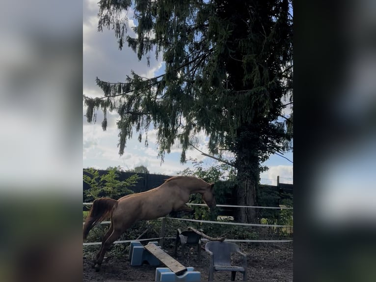 Plus de poneys/petits chevaux Jument 11 Ans 143 cm Alezan cuivré in Mettmann