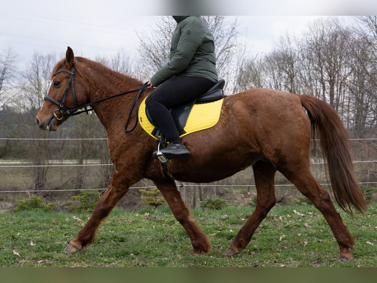 Plus de poneys/petits chevaux Croisé Jument 11 Ans 145 cm Alezan in Wilhelmsburg