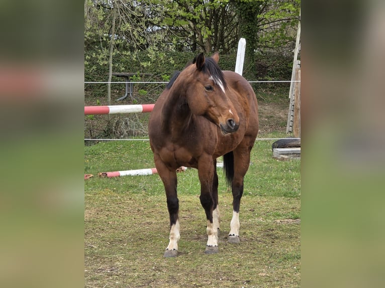 Plus de poneys/petits chevaux Jument 11 Ans 145 cm Bai in Hennef