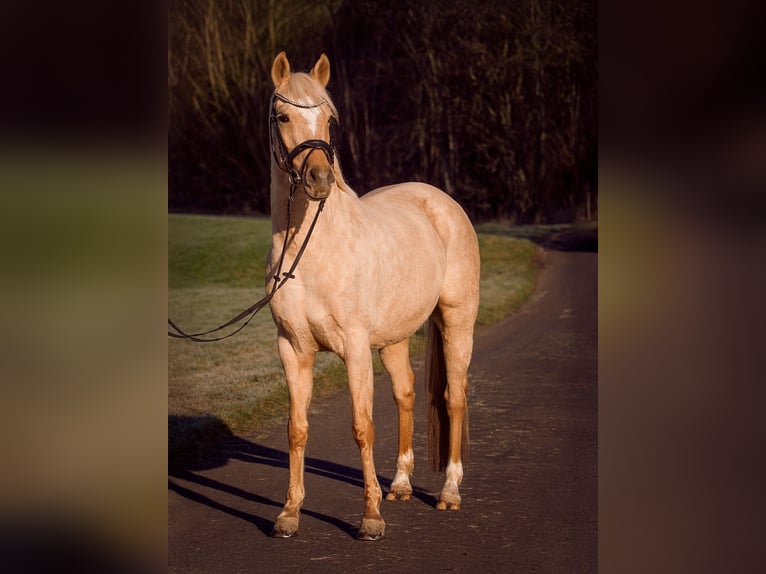 Plus de poneys/petits chevaux Jument 11 Ans 146 cm Palomino in Kassel