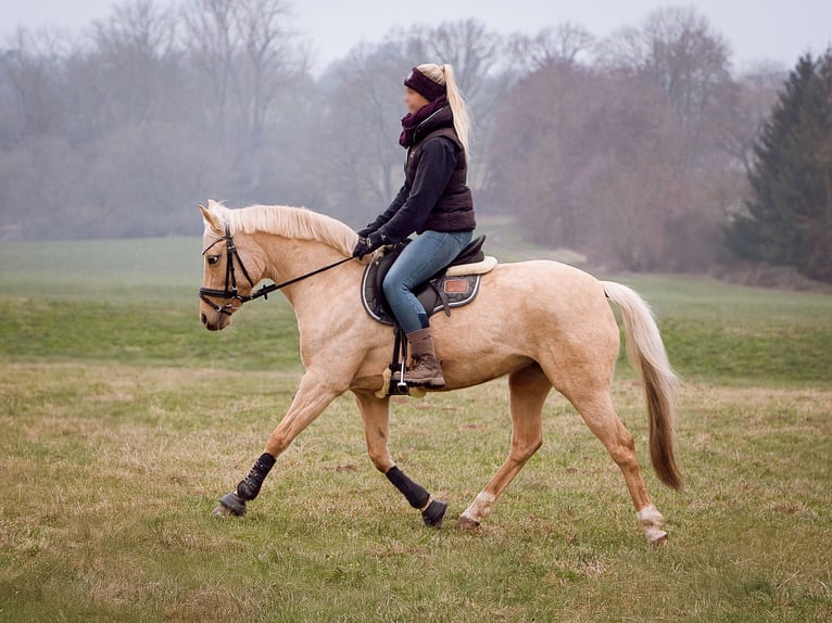 Plus de poneys/petits chevaux Jument 11 Ans 146 cm Palomino in Kassel