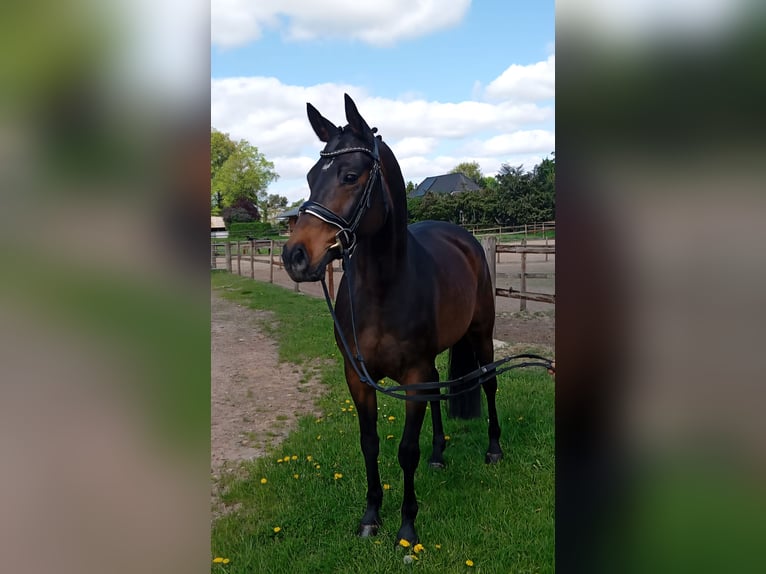 Plus de poneys/petits chevaux Jument 11 Ans 147 cm Bai in Wijchmaal