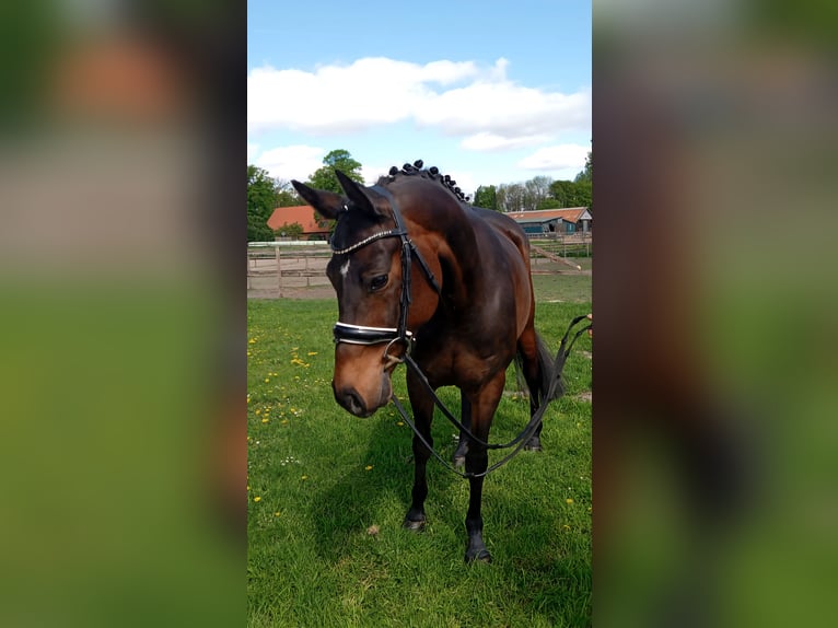 Plus de poneys/petits chevaux Jument 11 Ans 147 cm Bai in Wijchmaal