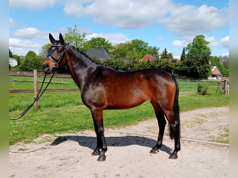 Plus de poneys/petits chevaux Jument 11 Ans 147 cm Bai in Wijchmaal