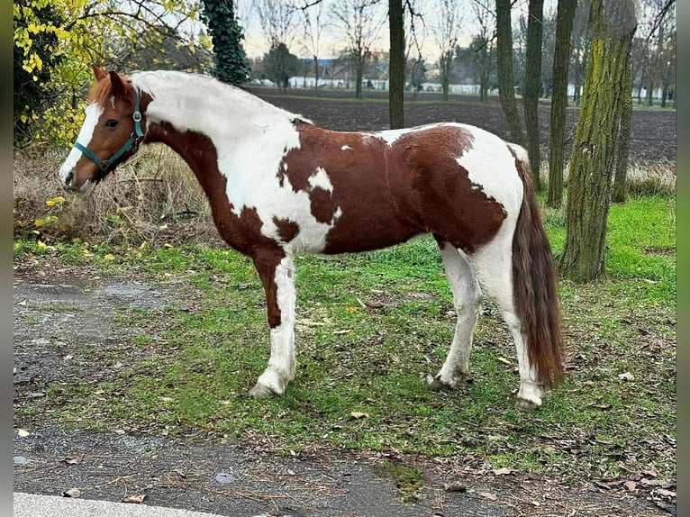 Plus de poneys/petits chevaux Jument 11 Ans 147 cm Pinto in B&#xE9;k&#xE9;scsaba
