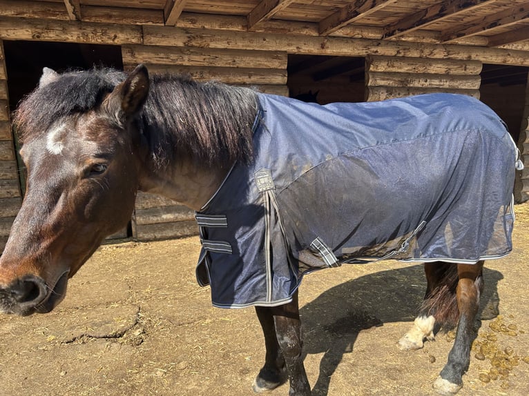 Plus de poneys/petits chevaux Croisé Jument 11 Ans 148 cm Bai in Niederneukirchen