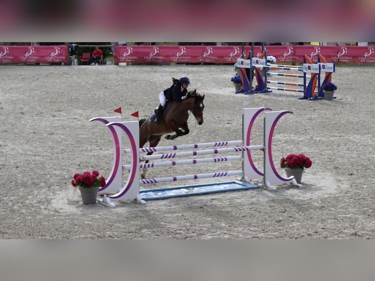 Plus de poneys/petits chevaux Jument 11 Ans 148 cm Bai in St Hippolyte