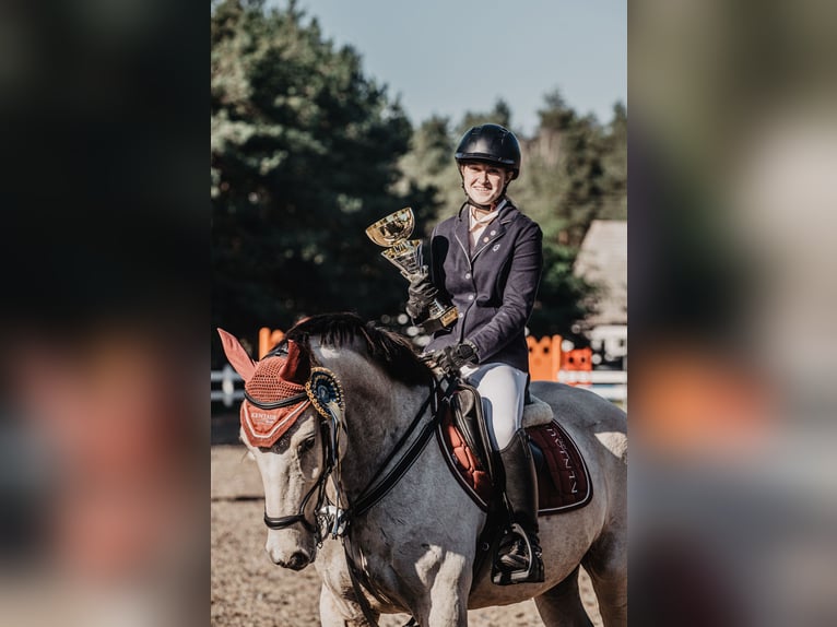 Plus de poneys/petits chevaux Croisé Jument 11 Ans 150 cm Isabelle in Kamień pomorski