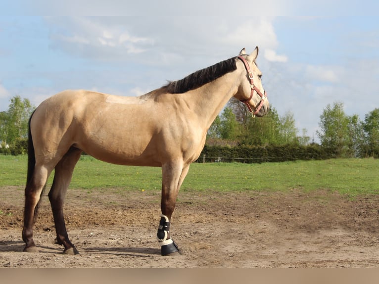 Plus de poneys/petits chevaux Croisé Jument 11 Ans 150 cm Isabelle in Kamień pomorski