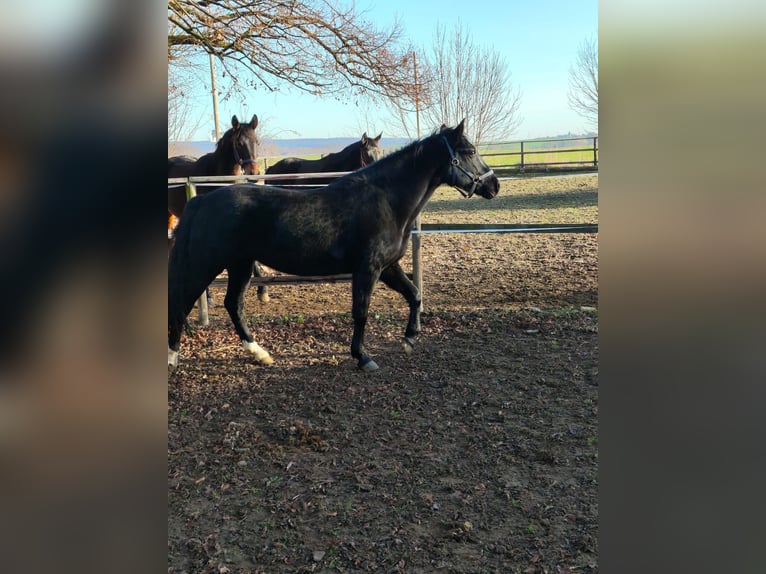 Plus de poneys/petits chevaux Jument 11 Ans 152 cm Noir in Vienenburg