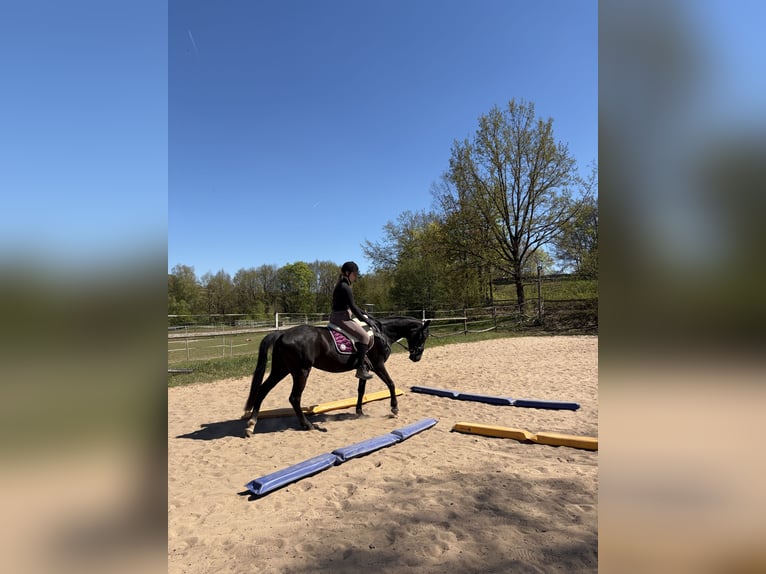 Plus de poneys/petits chevaux Jument 11 Ans 156 cm Noir in Bruck in der Oberpfalz