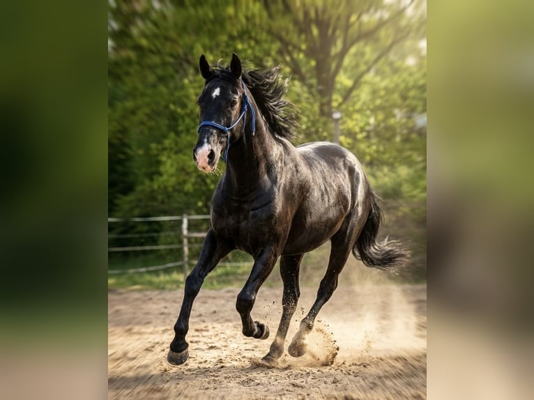 Plus de poneys/petits chevaux Jument 11 Ans 156 cm Noir in Bruck in der Oberpfalz