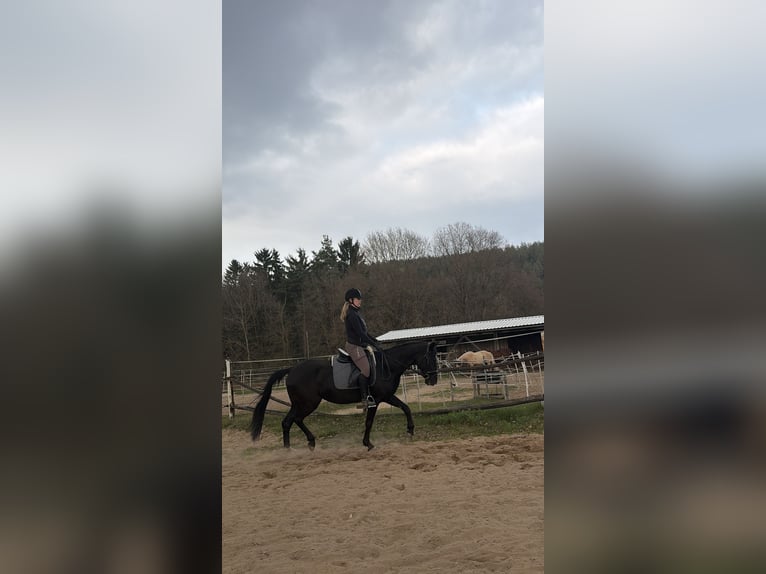 Plus de poneys/petits chevaux Jument 11 Ans 156 cm Noir in Bruck in der Oberpfalz