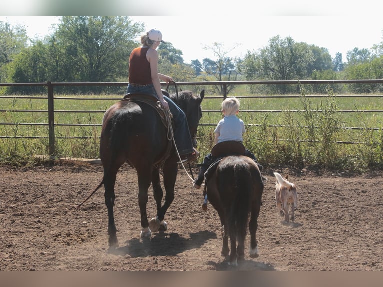 Plus de poneys/petits chevaux Jument 11 Ans 94 cm Noir in Mount Vernon