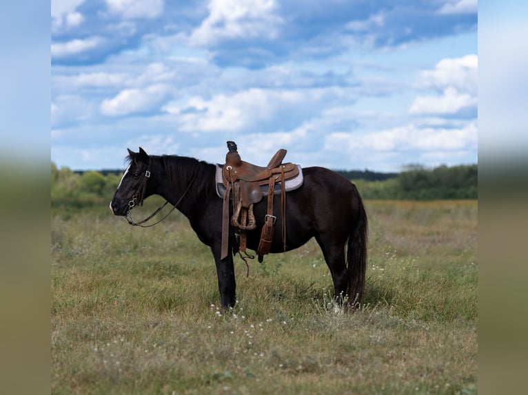 Plus de poneys/petits chevaux Jument 12 Ans 122 cm Noir in Nevis