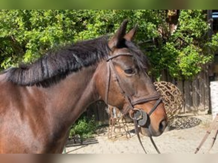 Plus de poneys/petits chevaux Jument 12 Ans 135 cm Bai in Loiching