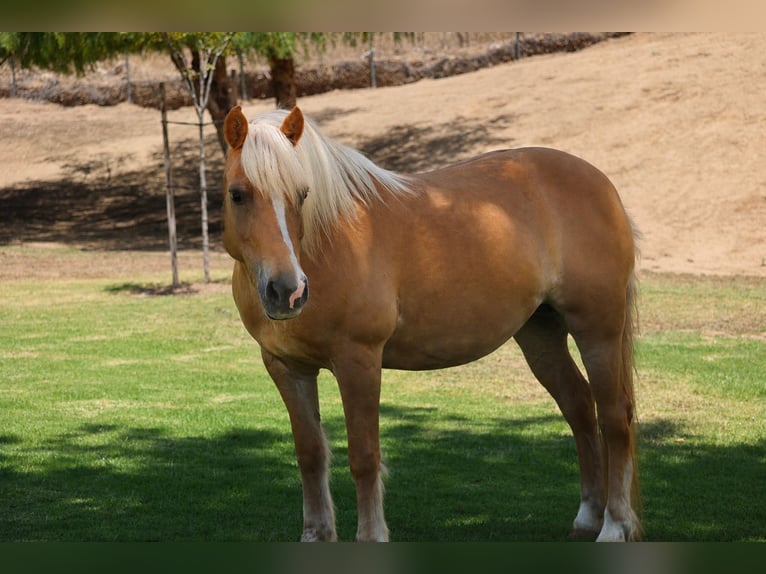 Plus de poneys/petits chevaux Jument 12 Ans 142 cm  in Norco