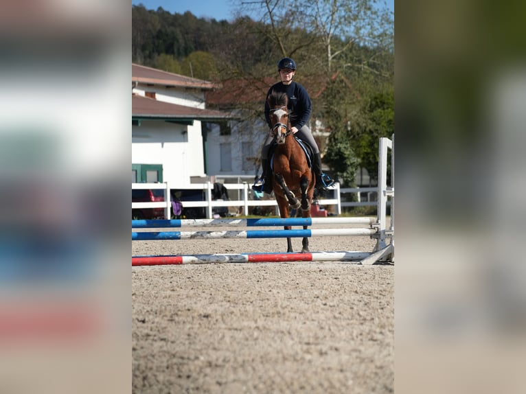 Plus de poneys/petits chevaux Jument 12 Ans 143 cm Bai in Weilers