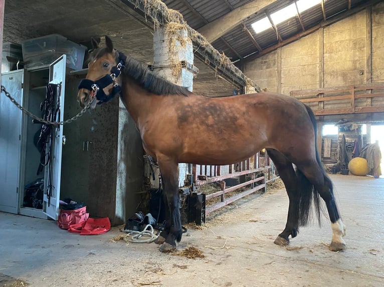 Plus de poneys/petits chevaux Jument 12 Ans 144 cm Bai in Ardooie