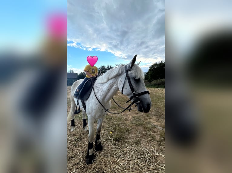 Plus de poneys/petits chevaux Croisé Jument 12 Ans 145 cm Gris in Trzebnica