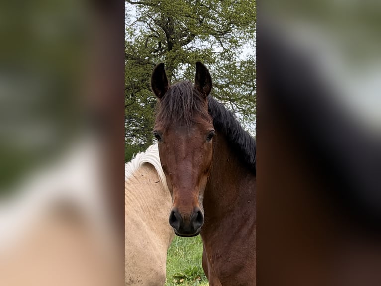 Plus de poneys/petits chevaux Croisé Jument 12 Ans 148 cm Bai in Bevern