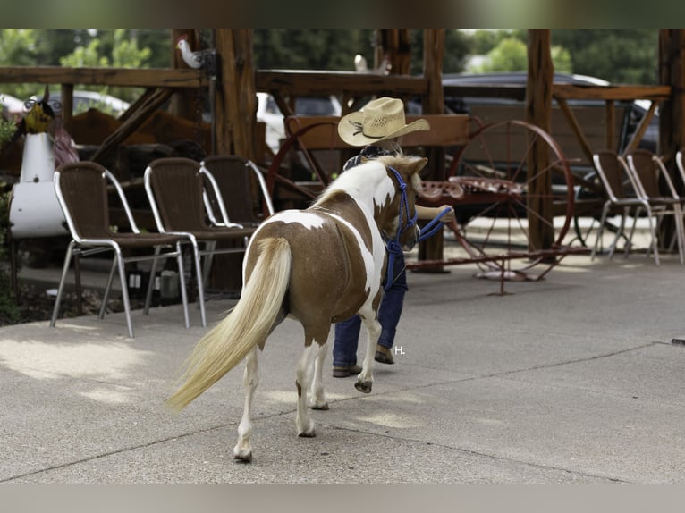Plus de poneys/petits chevaux Jument 12 Ans 81 cm Pinto in Weatherford