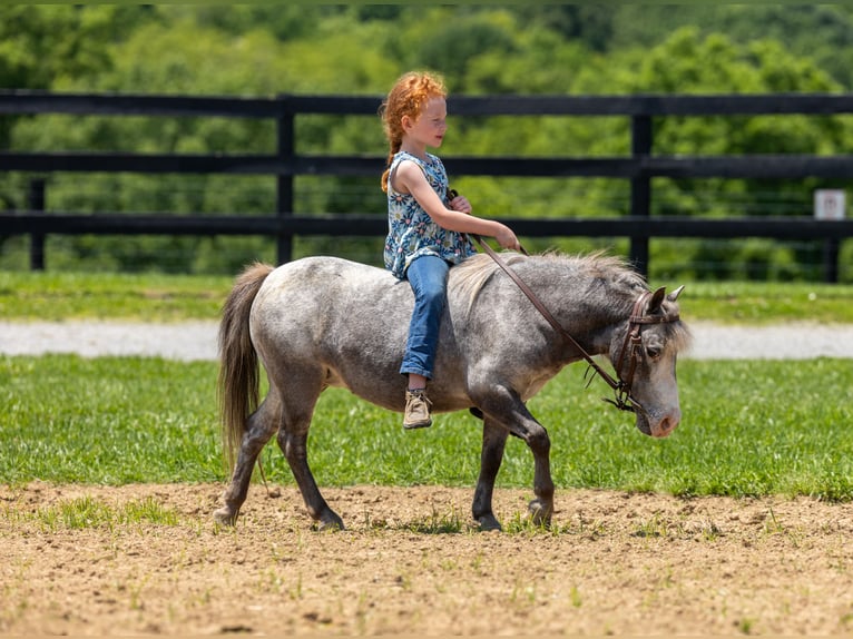 Plus de poneys/petits chevaux Jument 12 Ans 89 cm in Ewing, KY
