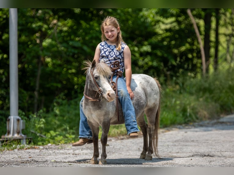 Plus de poneys/petits chevaux Jument 12 Ans 89 cm in Ewing, KY