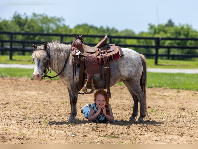 Plus de poneys/petits chevaux Jument 12 Ans 89 cm in Ewing, KY