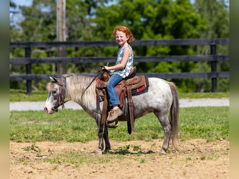 Plus de poneys/petits chevaux Jument 12 Ans 89 cm in Ewing, KY