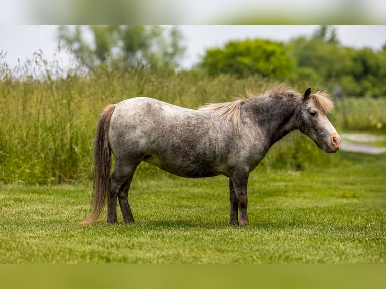 Plus de poneys/petits chevaux Jument 12 Ans 89 cm in Ewing, KY