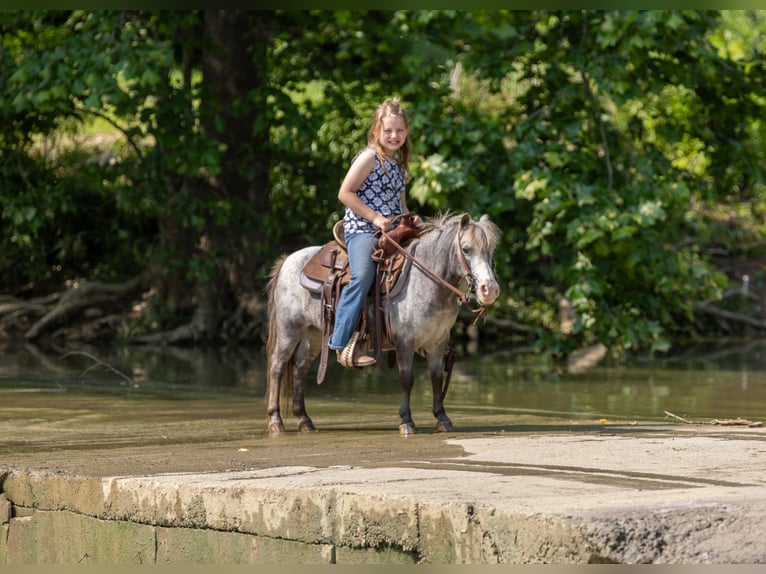 Plus de poneys/petits chevaux Jument 12 Ans 89 cm in Ewing, KY
