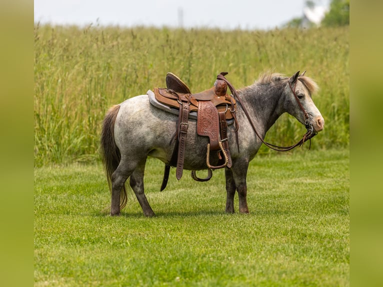 Plus de poneys/petits chevaux Jument 12 Ans 89 cm in Ewing, KY