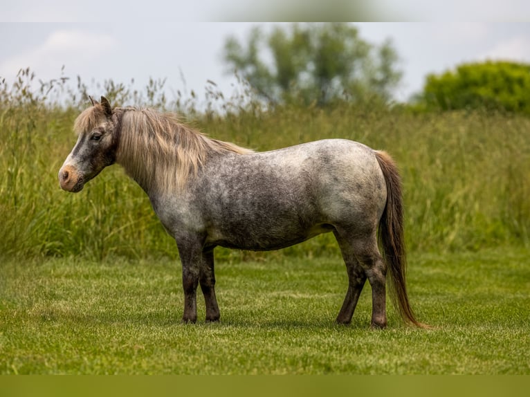 Plus de poneys/petits chevaux Jument 12 Ans 89 cm in Ewing, KY