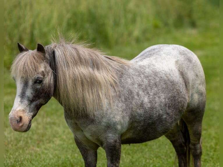 Plus de poneys/petits chevaux Jument 12 Ans 89 cm in Ewing, KY