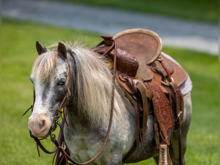 Plus de poneys/petits chevaux Jument 12 Ans 89 cm in Ewing, KY