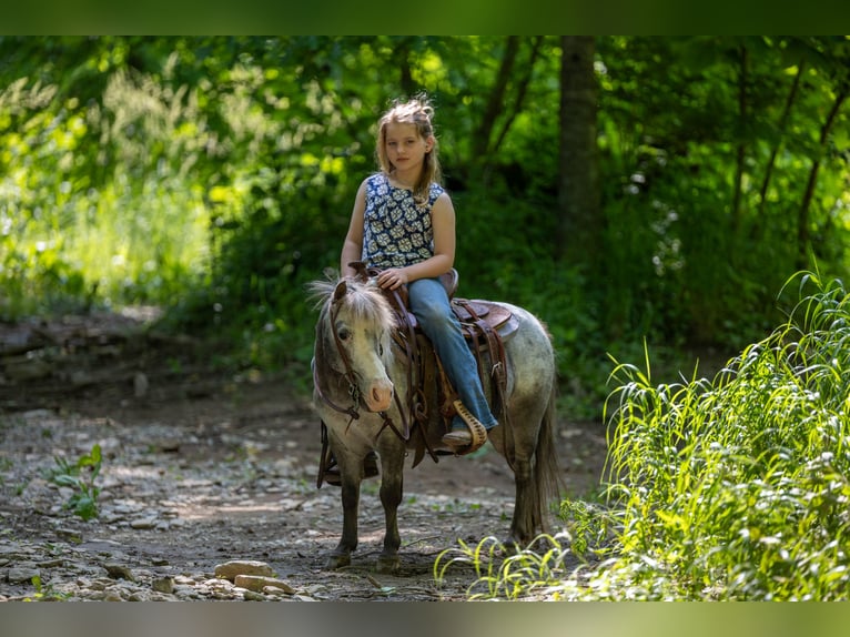 Plus de poneys/petits chevaux Jument 12 Ans 89 cm in Ewing, KY