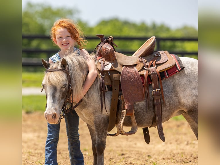 Plus de poneys/petits chevaux Jument 12 Ans 89 cm in Ewing, KY