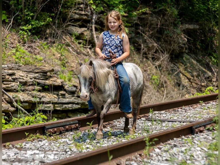 Plus de poneys/petits chevaux Jument 12 Ans 89 cm in Ewing, KY