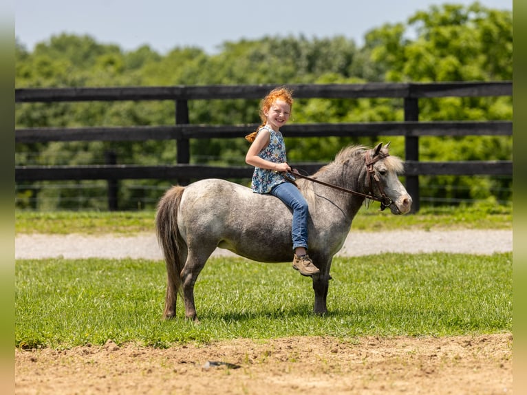 Plus de poneys/petits chevaux Jument 12 Ans 89 cm in Ewing, KY