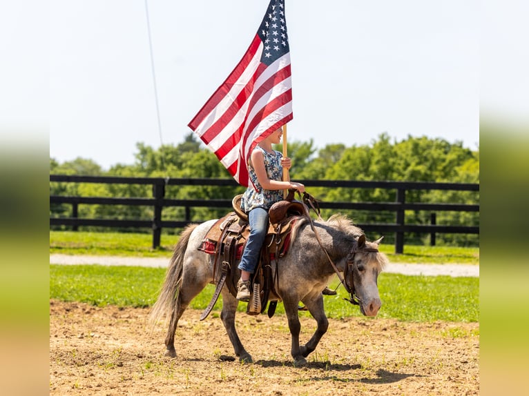 Plus de poneys/petits chevaux Jument 12 Ans 89 cm in Ewing, KY