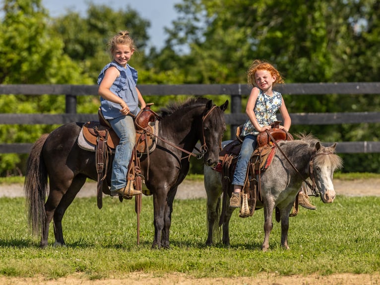 Plus de poneys/petits chevaux Jument 12 Ans 89 cm in Ewing, KY