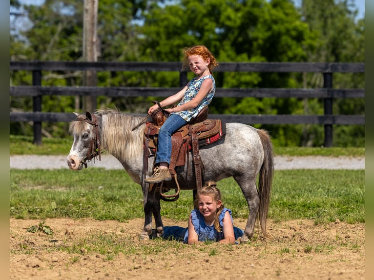 Plus de poneys/petits chevaux Jument 12 Ans 89 cm in Ewing, KY