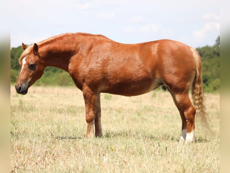 Plus de poneys/petits chevaux Jument 12 Ans Alezan cuivré in Greenville