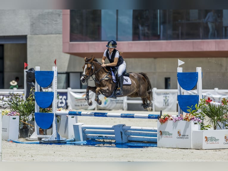 Plus de poneys/petits chevaux Jument 12 Ans Bai brun in Oviedo