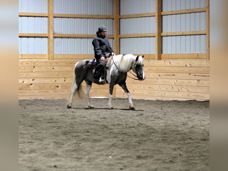 Plus de poneys/petits chevaux Jument 13 Ans 124 cm Pinto in Rebersburg