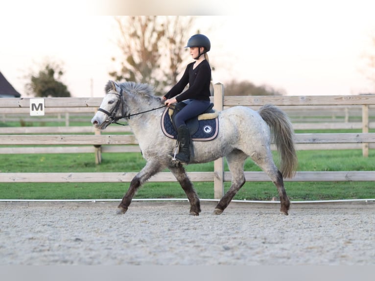 Plus de poneys/petits chevaux Jument 13 Ans 126 cm Léopard in Bogaarden