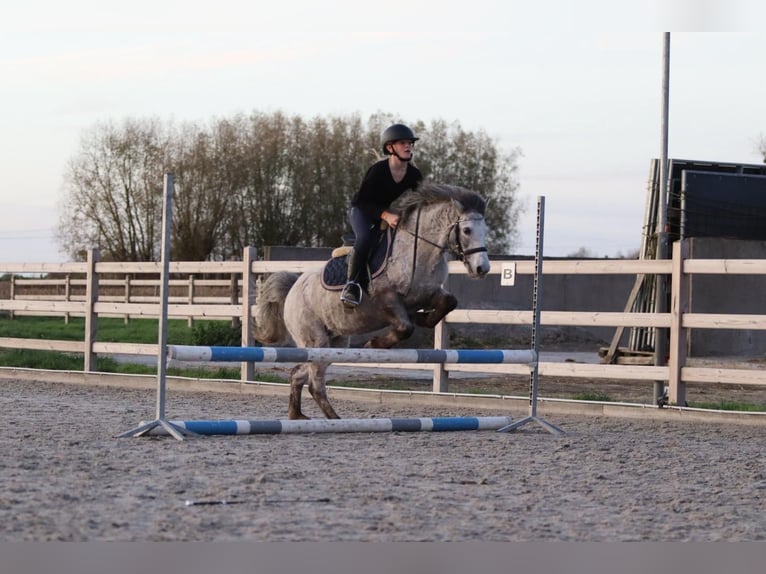 Plus de poneys/petits chevaux Jument 13 Ans 126 cm Léopard in Bogaarden